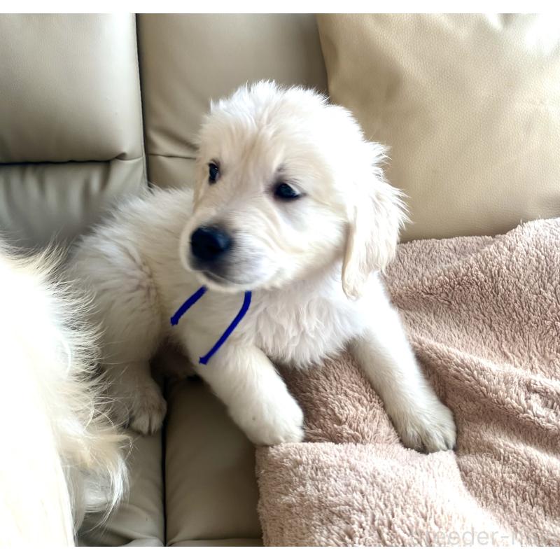 販売中の東京都のゴールデンレトリーバー-440367の14枚目