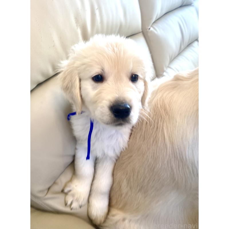 販売中の東京都のゴールデンレトリーバー-440367の13枚目