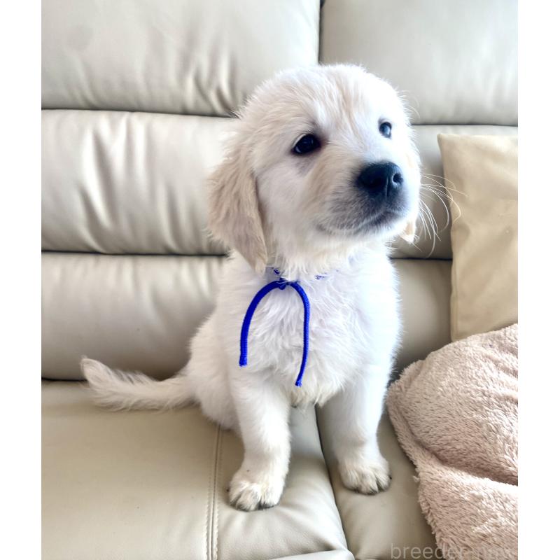 販売中の東京都のゴールデンレトリーバー-440367の12枚目