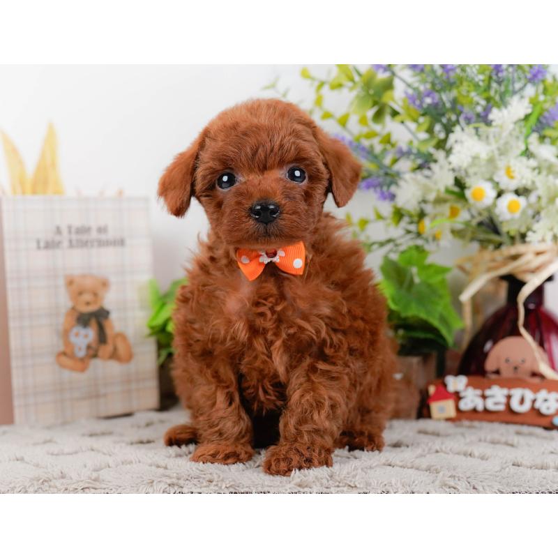 成約済の神奈川県のトイプードル-448193の13枚目