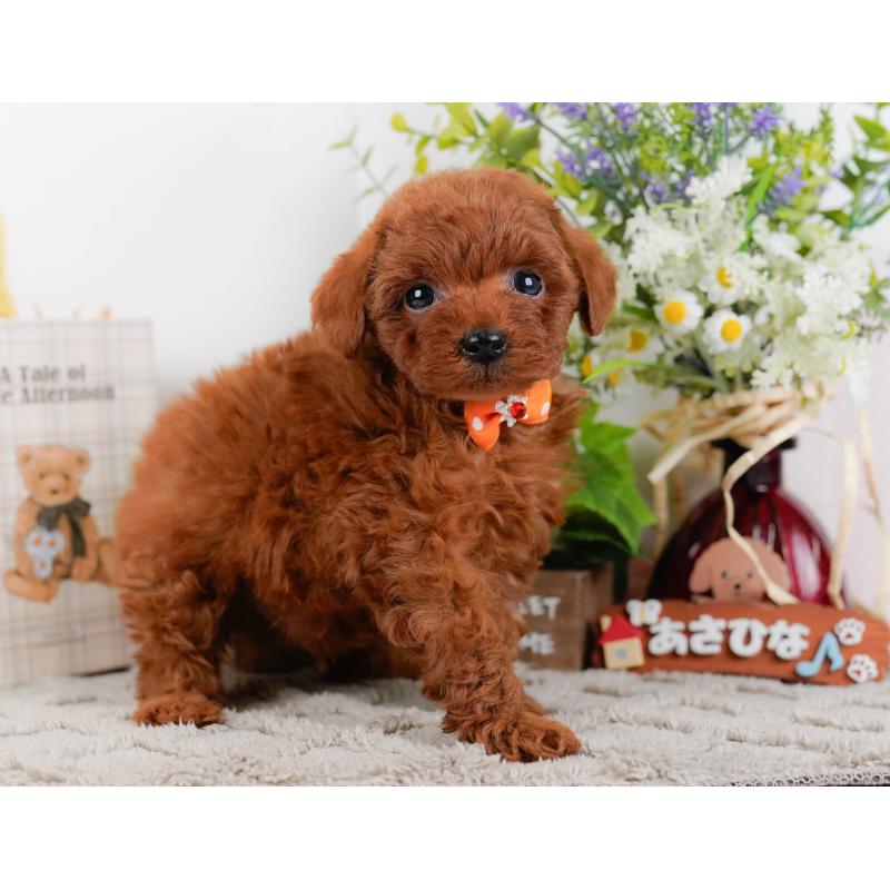 成約済の神奈川県のトイプードル-448193の12枚目