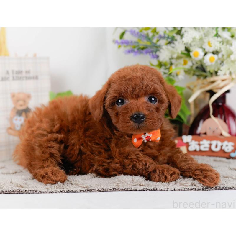 成約済の神奈川県のトイプードル-448193の11枚目