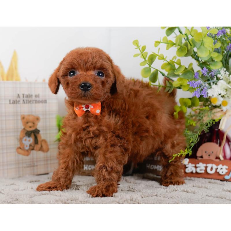 成約済の神奈川県のトイプードル-448193の10枚目