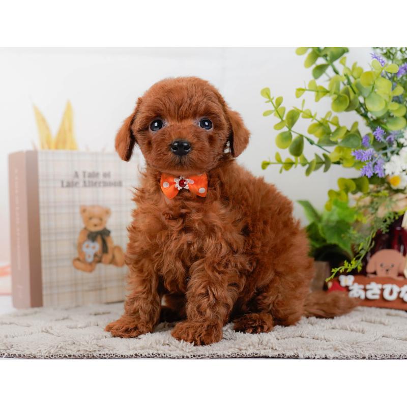 成約済の神奈川県のトイプードル-448193の8枚目