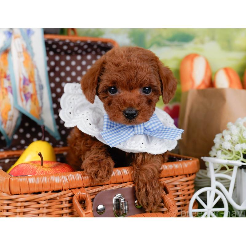 成約済の神奈川県のトイプードル-448193の6枚目