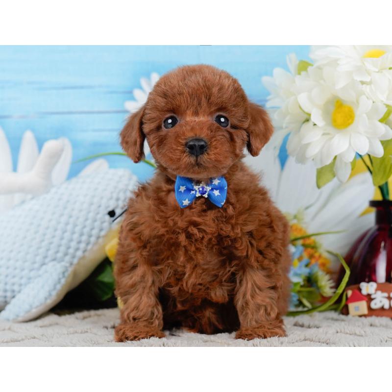 販売中の神奈川県のトイプードル-448196の13枚目