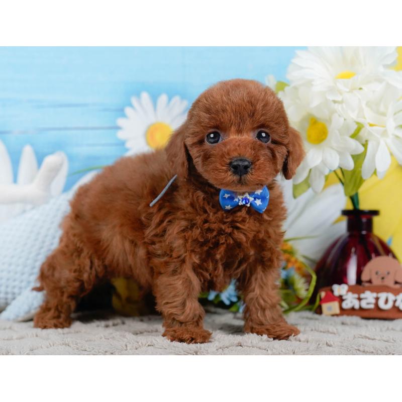 販売中の神奈川県のトイプードル-448196の12枚目