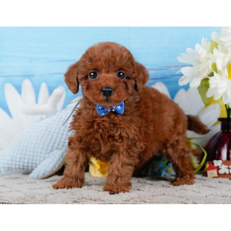 販売中の神奈川県のトイプードル-448196の10枚目