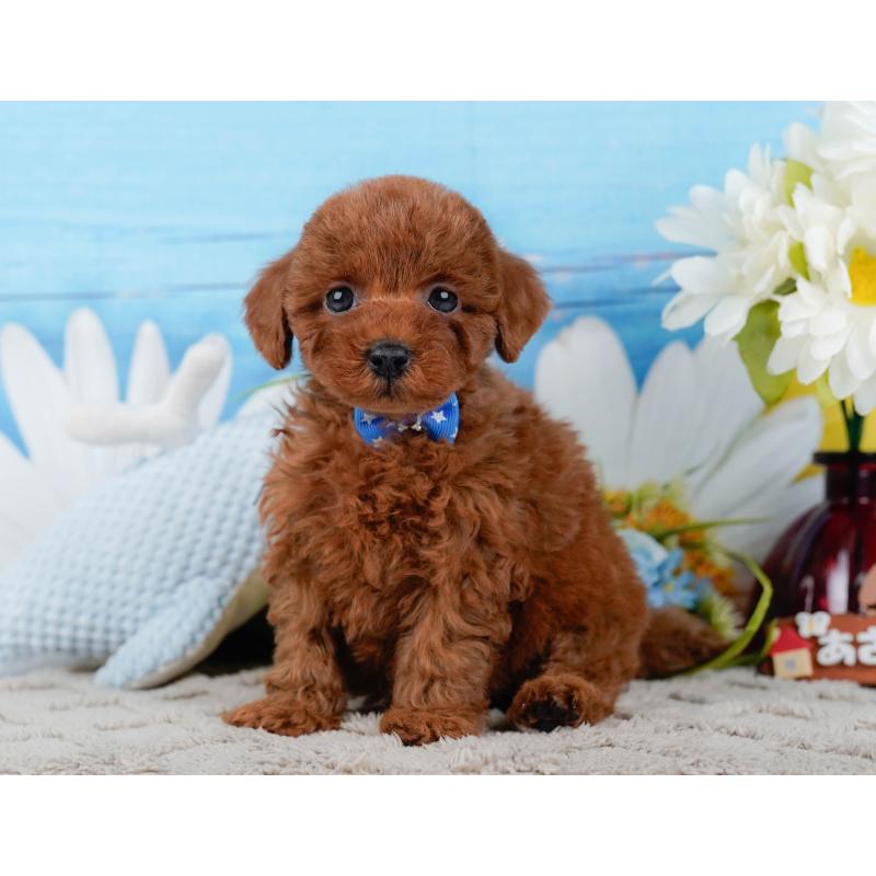 販売中の神奈川県のトイプードル-448196の9枚目