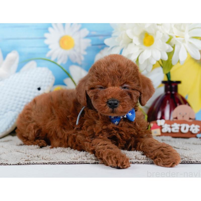 販売中の神奈川県のトイプードル-448196の8枚目