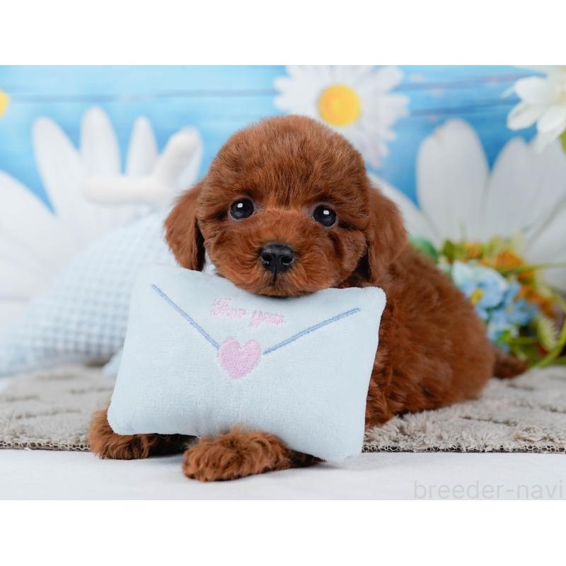 販売中の神奈川県のトイプードル-448196の7枚目