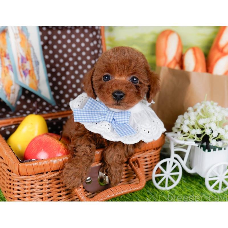 販売中の神奈川県のトイプードル-448196の6枚目