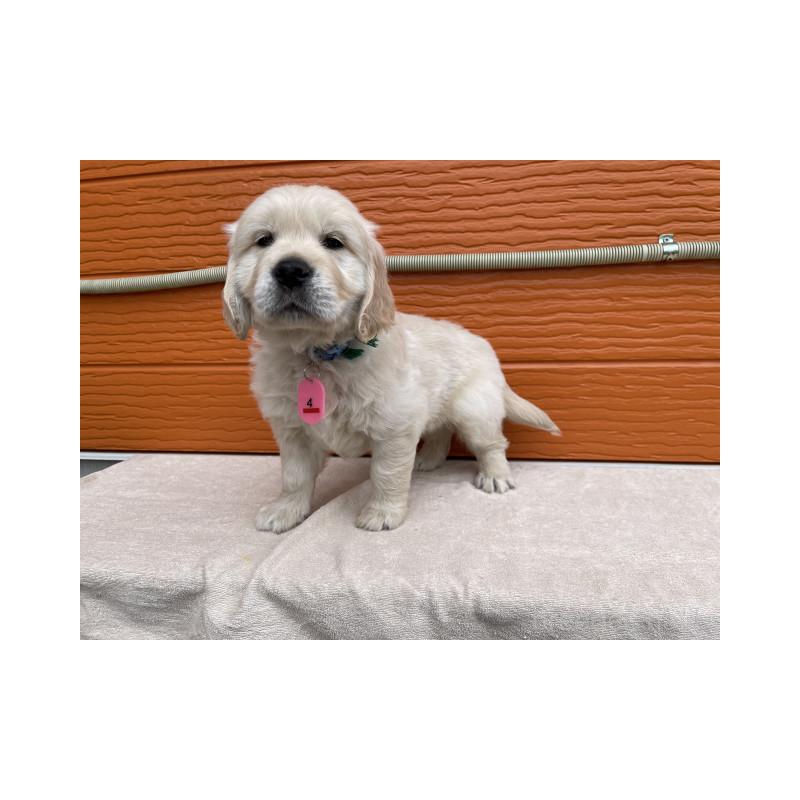 販売中の茨城県のゴールデンレトリーバー-447959の9枚目