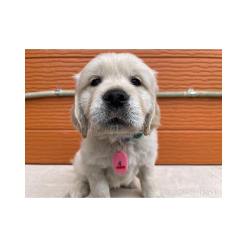 販売中の茨城県のゴールデンレトリーバー-447959の8枚目