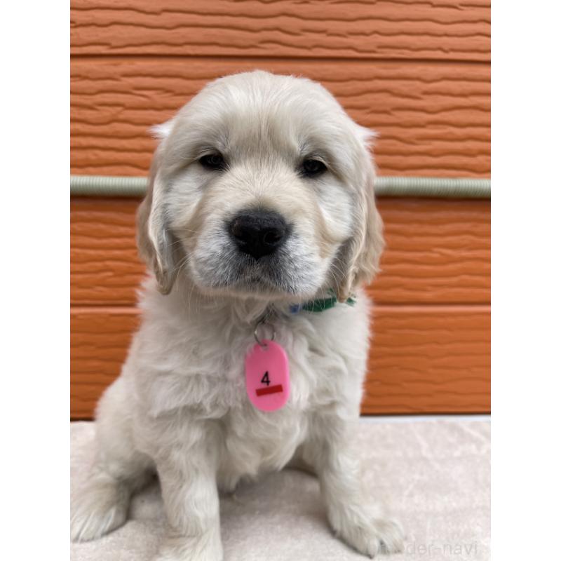 販売中の茨城県のゴールデンレトリーバー-447959の6枚目