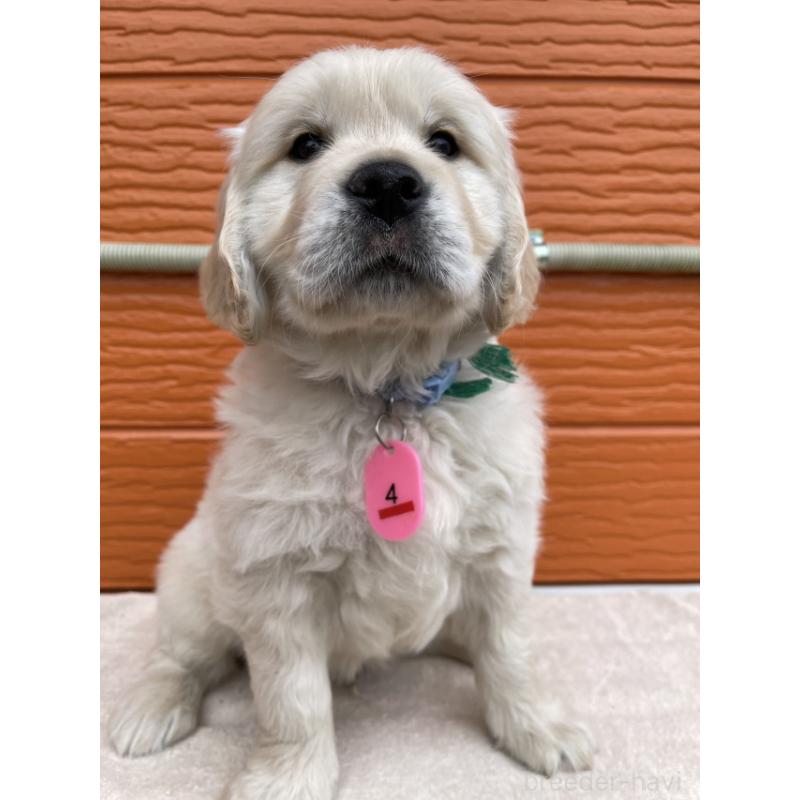 販売中の茨城県のゴールデンレトリーバー-447959の7枚目