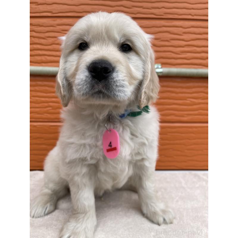 販売中の茨城県のゴールデンレトリーバー-447959の5枚目