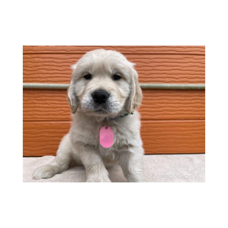 販売中の茨城県のゴールデンレトリーバー-447959の3枚目