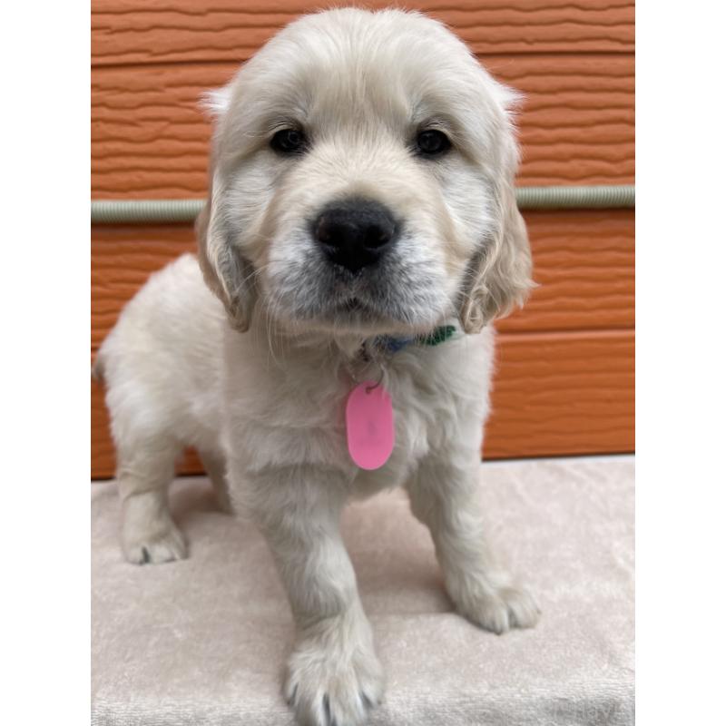 販売中の茨城県のゴールデンレトリーバー-447959の2枚目