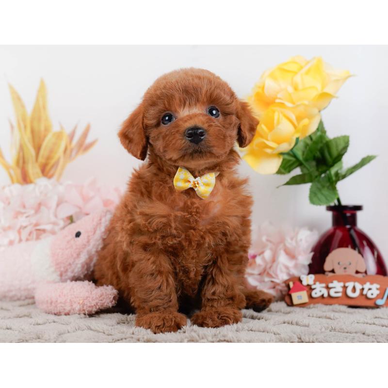 販売中の神奈川県のトイプードル-448195の13枚目