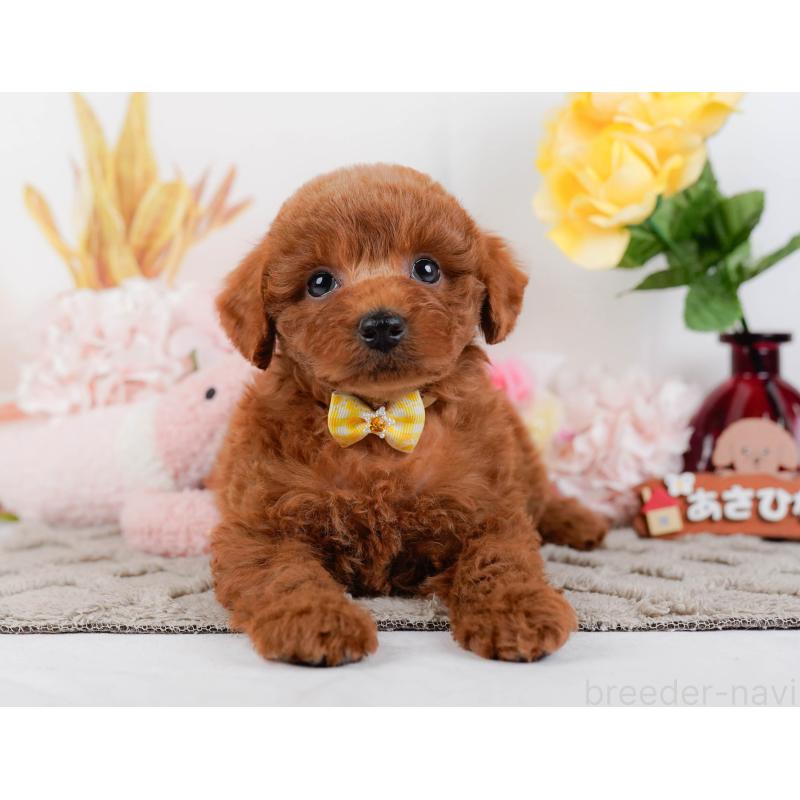 販売中の神奈川県のトイプードル-448195の12枚目