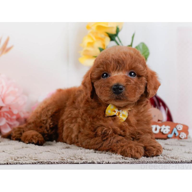 販売中の神奈川県のトイプードル-448195の10枚目