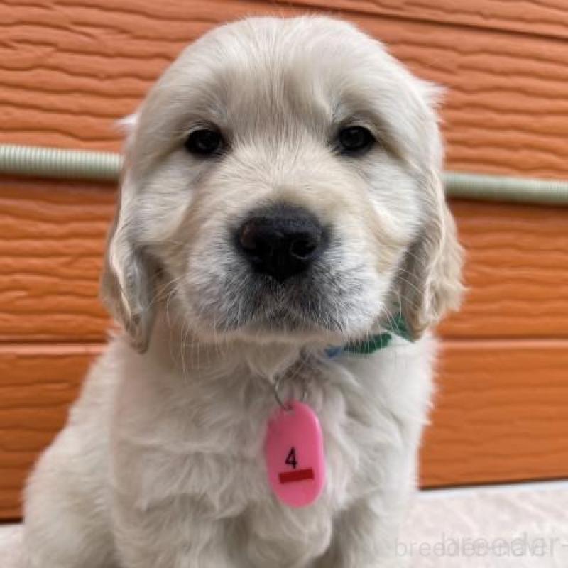 販売中の茨城県のゴールデンレトリーバー-447959の1枚目