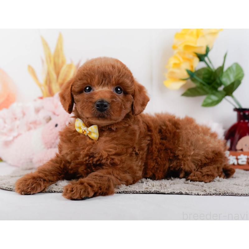 販売中の神奈川県のトイプードル-448195の8枚目