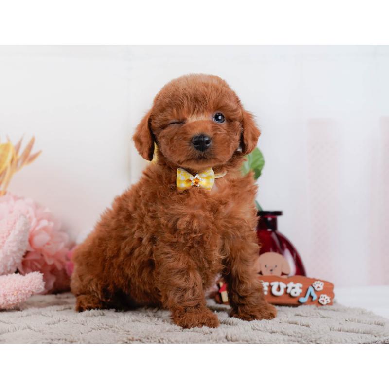 販売中の神奈川県のトイプードル-448195の7枚目