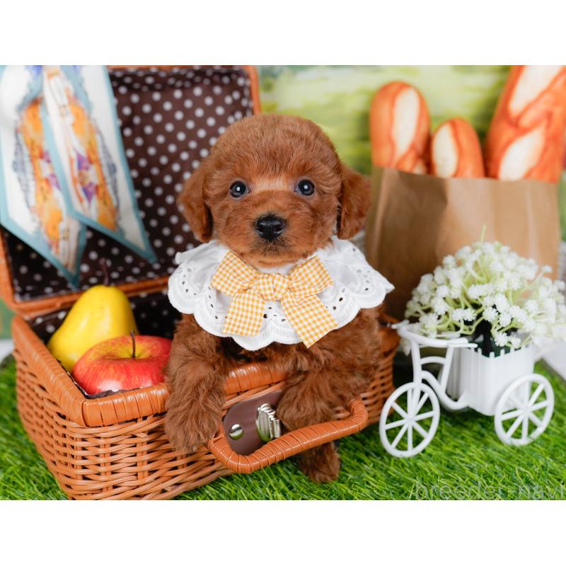 販売中の神奈川県のトイプードル-448195の6枚目