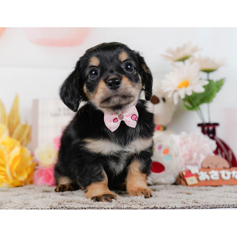 販売中の神奈川県のチワックス:チワワ×ミニチュアダックスフンド-448214の13枚目