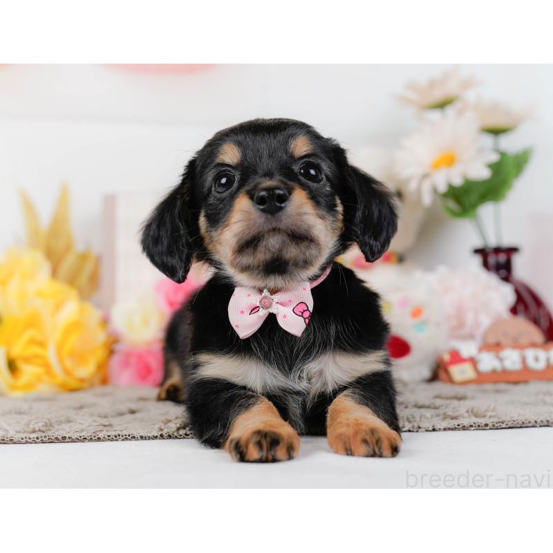 販売中の神奈川県のチワックス:チワワ×ミニチュアダックスフンド-448214の12枚目