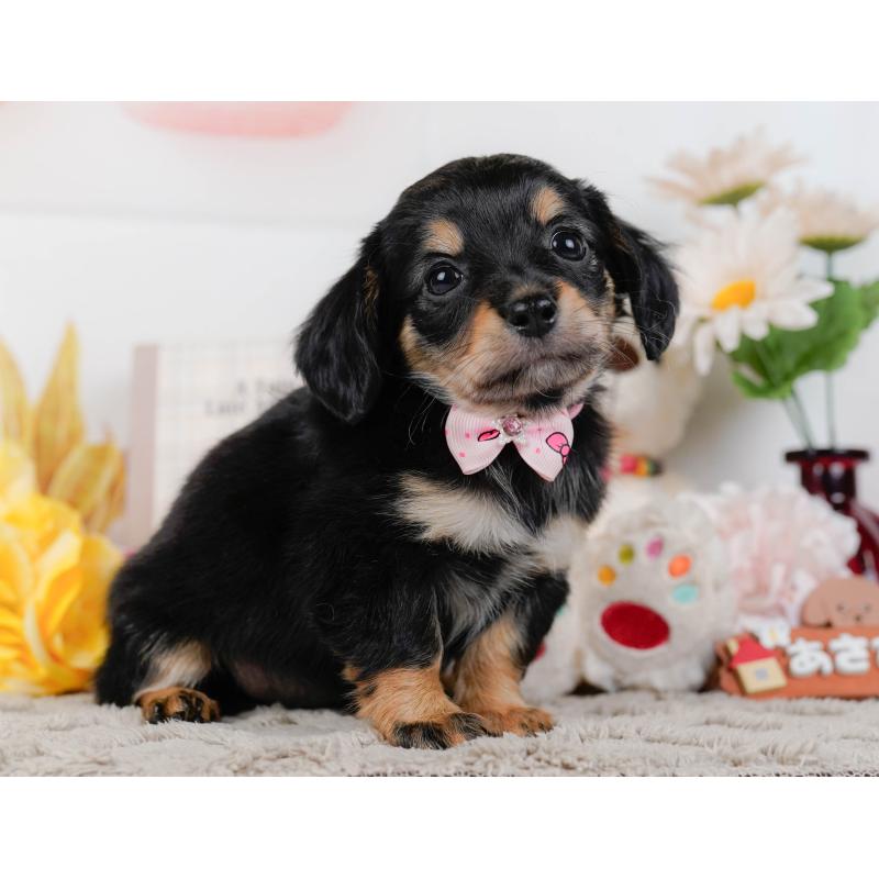 販売中の神奈川県のチワックス:チワワ×ミニチュアダックスフンド-448214の11枚目