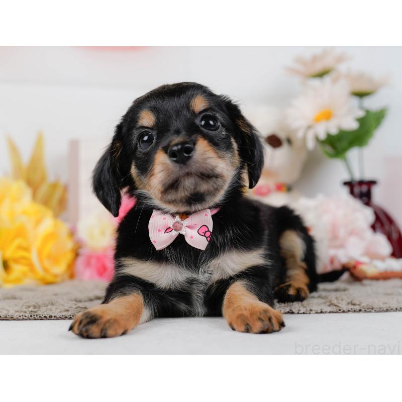 販売中の神奈川県のチワックス:チワワ×ミニチュアダックスフンド-448214の9枚目