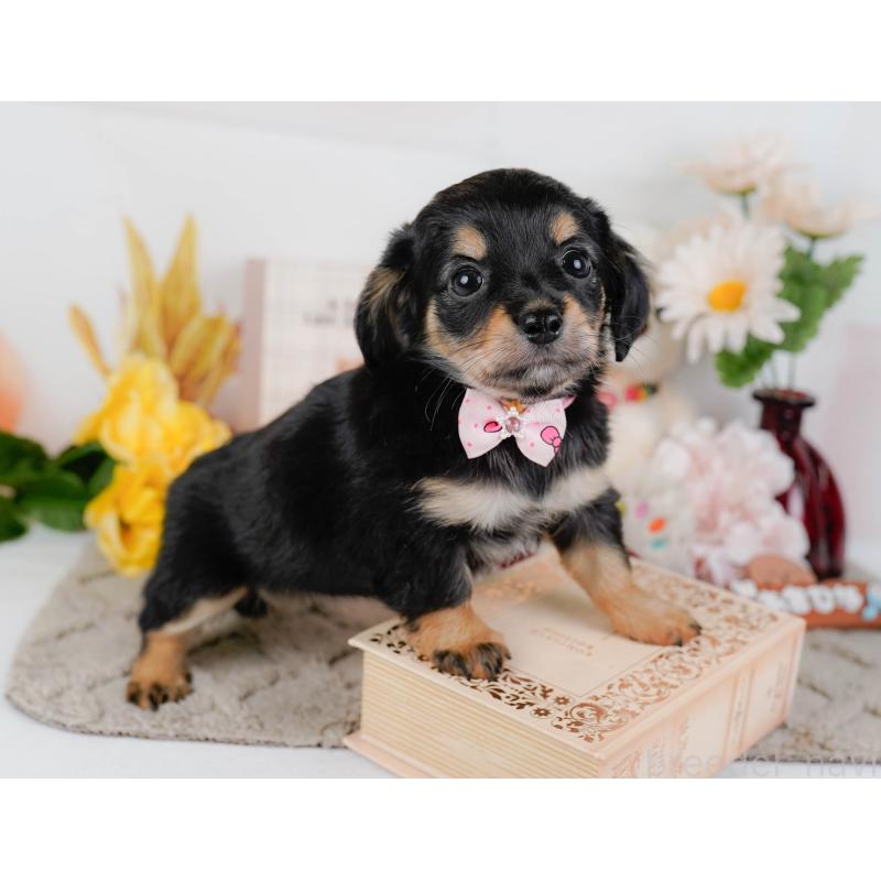 販売中の神奈川県のチワックス:チワワ×ミニチュアダックスフンド-448214の8枚目