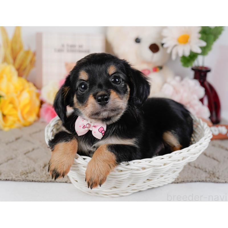 販売中の神奈川県のチワックス:チワワ×ミニチュアダックスフンド-448214の7枚目