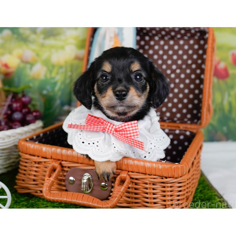 販売中の神奈川県のチワックス:チワワ×ミニチュアダックスフンド-448214の6枚目