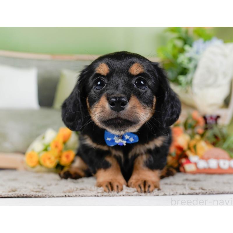 販売中の神奈川県のチワックス:チワワ×ミニチュアダックスフンド-448215の13枚目