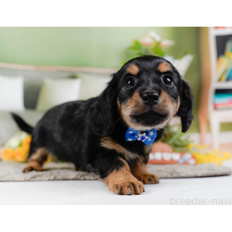 販売中の神奈川県のチワックス:チワワ×ミニチュアダックスフンド-448215の12枚目