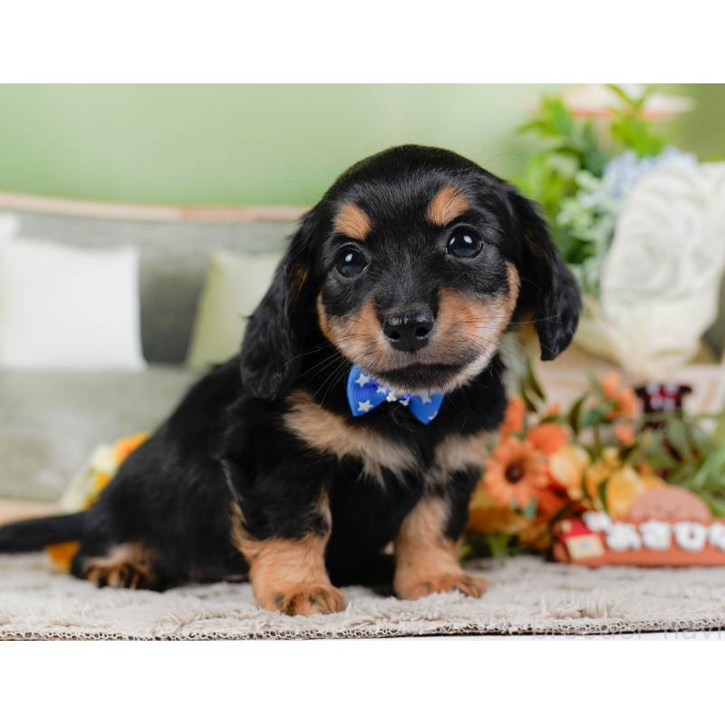 販売中の神奈川県のチワックス:チワワ×ミニチュアダックスフンド-448215の11枚目