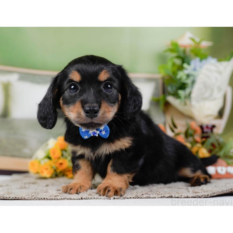 販売中の神奈川県のチワックス:チワワ×ミニチュアダックスフンド-448215の10枚目