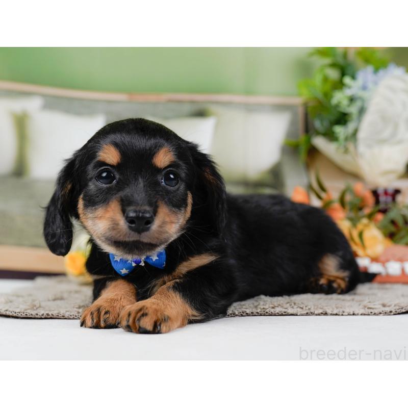 販売中の神奈川県のチワックス:チワワ×ミニチュアダックスフンド-448215の9枚目