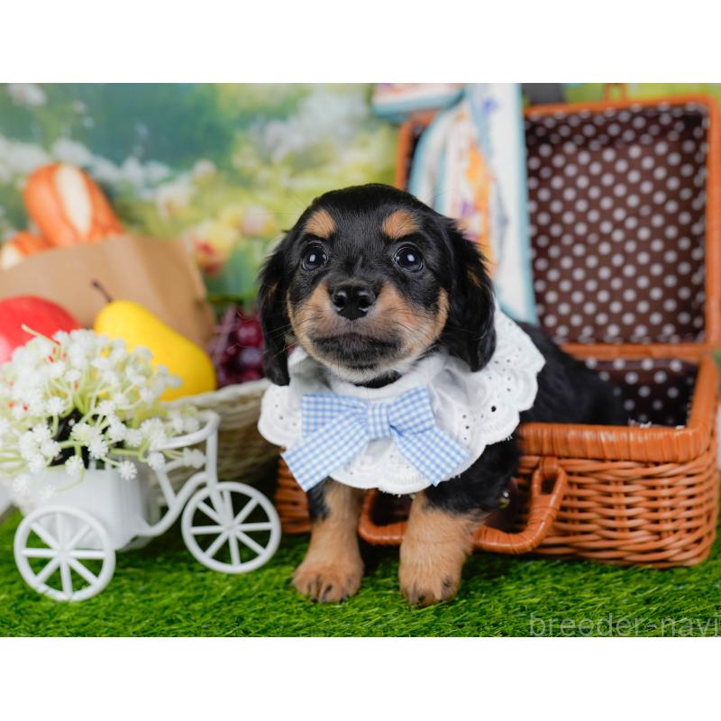 販売中の神奈川県のチワックス:チワワ×ミニチュアダックスフンド-448215の6枚目