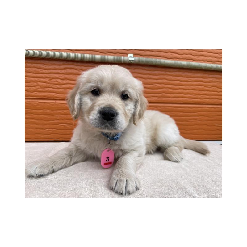 販売中の茨城県のゴールデンレトリーバー-447960の6枚目