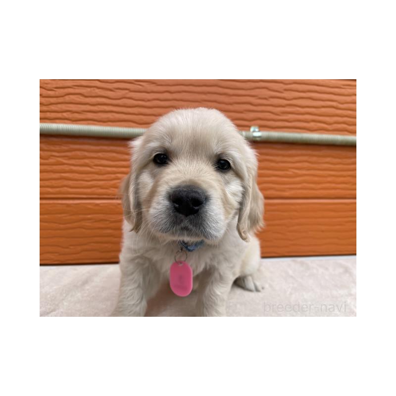 販売中の茨城県のゴールデンレトリーバー-447960の7枚目