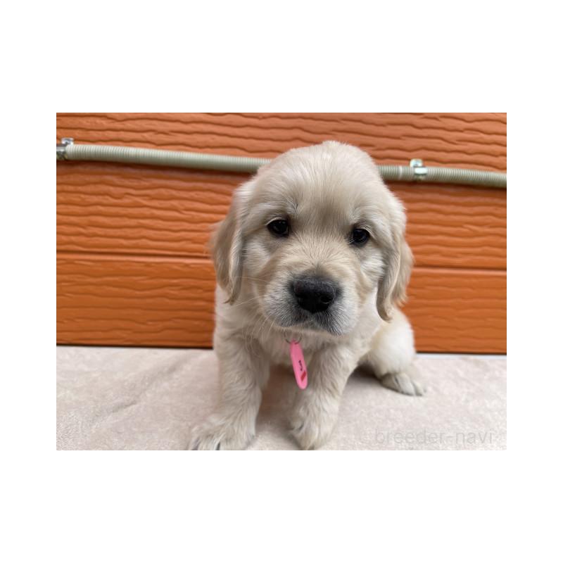 販売中の茨城県のゴールデンレトリーバー-447960の5枚目