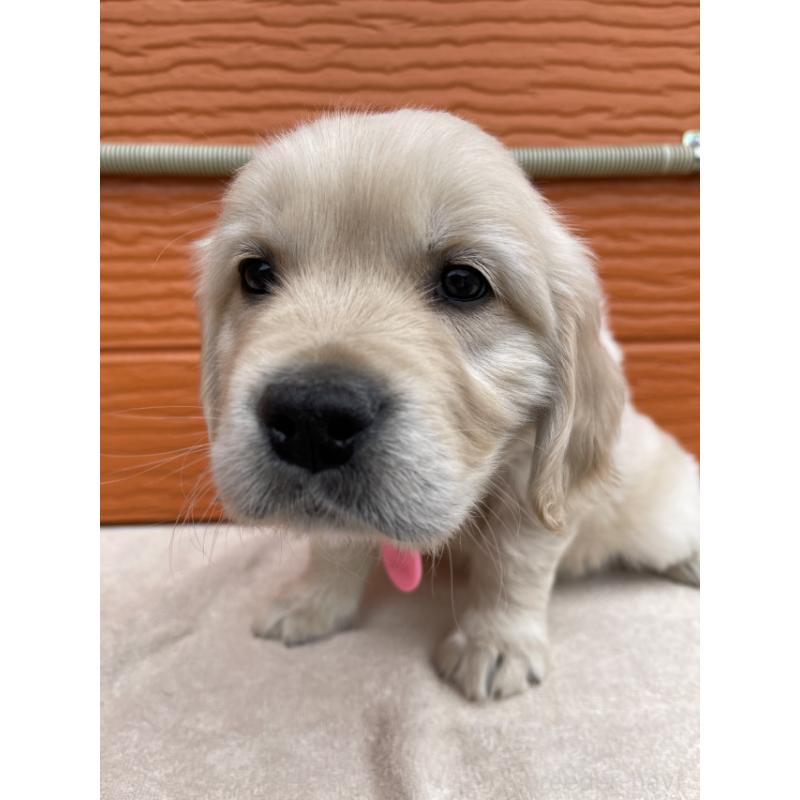 販売中の茨城県のゴールデンレトリーバー-447960の3枚目