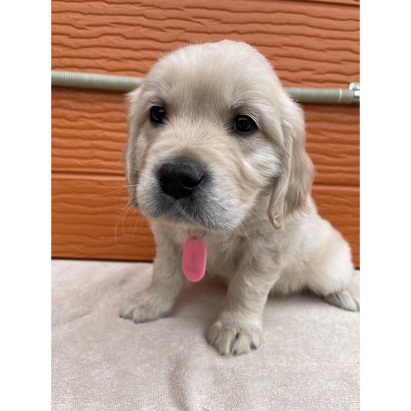 販売中の茨城県のゴールデンレトリーバー-447960の4枚目