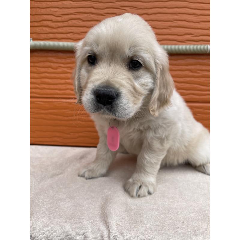 販売中の茨城県のゴールデンレトリーバー-447960の2枚目