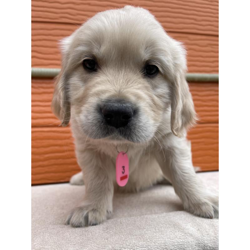 販売中の茨城県のゴールデンレトリーバー-447960